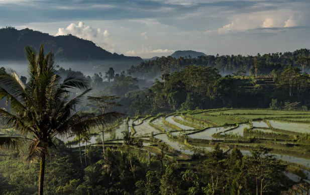 Visiter les rizières à Bali, la jungle à Bali, les falaises à Bali : Paysages et Diversité avec l'agence de voyage Bali MimpiGO