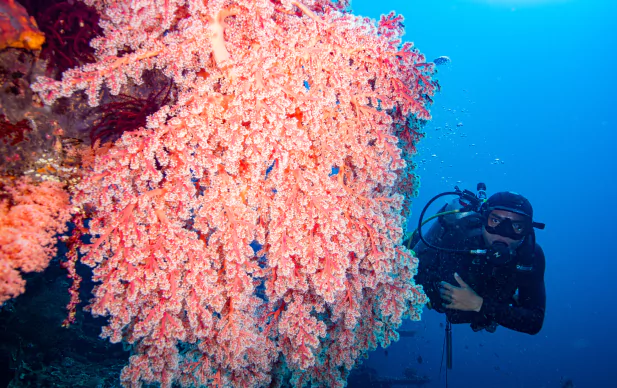 Snorkeling et plongée en bouteilles à Bali avec l'agence de voyage Bali, MimpiGO