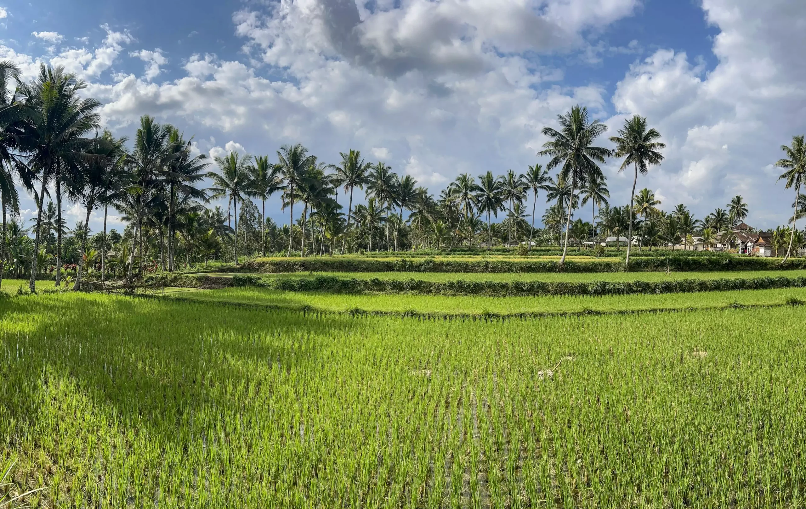 Bali ou Lombok ? Les 2 destinations indonésiennes invitent à des treks dans les rizières en terrasse