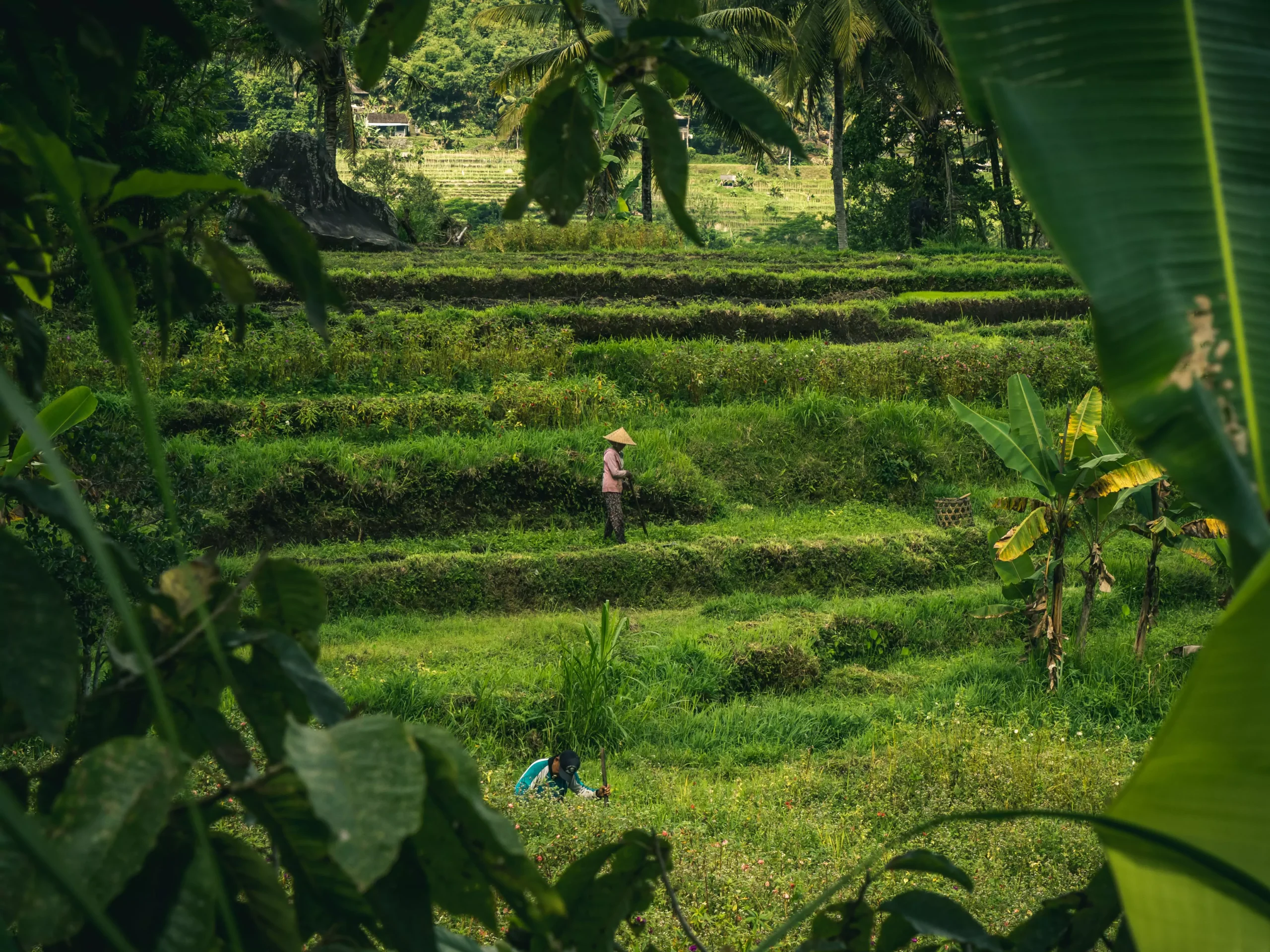 Rizières en terrasse à Munduk Bali à visiter avec l'agence de voyage MimpiGO