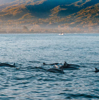 Rencontre avec les dauphins à Bali, une excursion en mer organisée par l'agence de voyage francophone MimpiGO