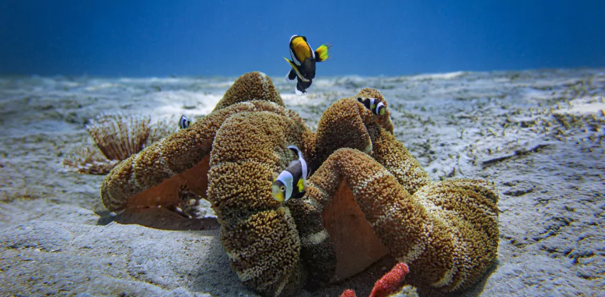 Poissons et récifs corallien aux îles Gili au large de Lombok - Plongée en bouteilles organisée par l'agence locale MimpiGO