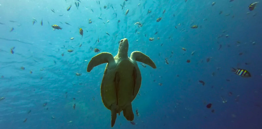 Nager avec une tortue à Bali - Excursion organisée par l'agence de voyages locale MimpiGO