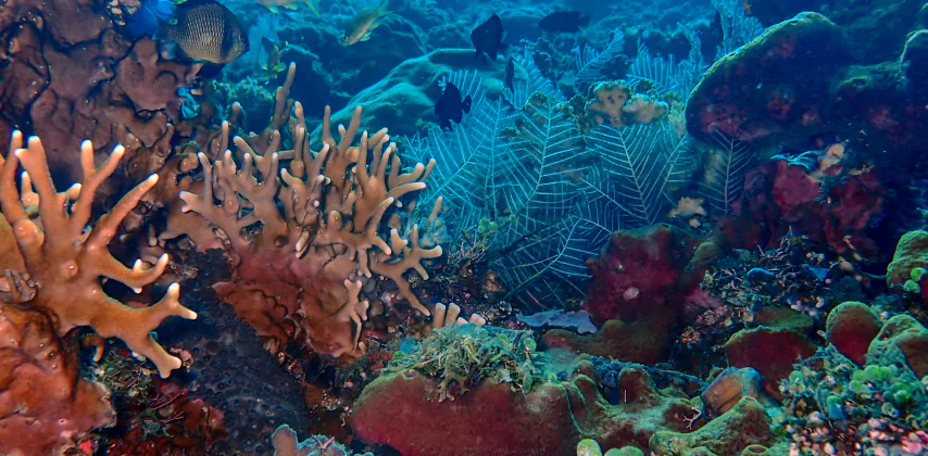 Fonds marins à Raja Ampat - Circuit sur mesure avec activités en plongée en bouteilles organisé par l'agence de voyage locale MimpiGO