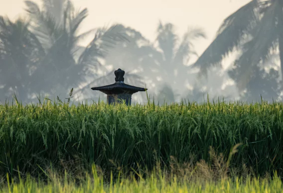 Trek Indonésie dans les rizières de Bali, Java, Flores, Lombok et Sulawesi. Excursions et circuits sur mesure avec l'agence de voyages MimpiGO