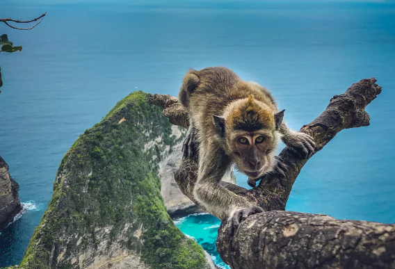 Trek Indonésie à Bali, Java, Flores, Lombok, Raja Ampat et Sulawesi. Excursions et circuits sur mesure avec l'agence de voyage MimpiGO en Indonésie à la découverte de la flore et de la faune sauvage