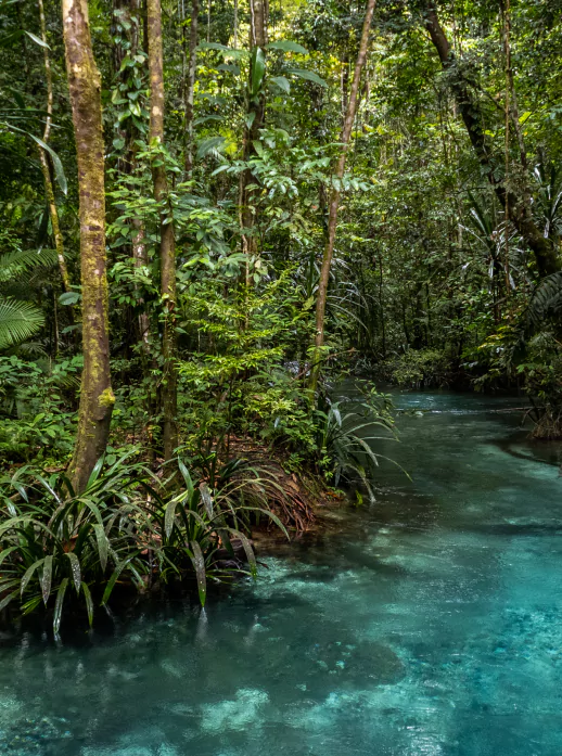 Rivière bleue à Raja Ampat à explorer en séjour organisé par l'agence de voyage Raja Ampat MimpiGO