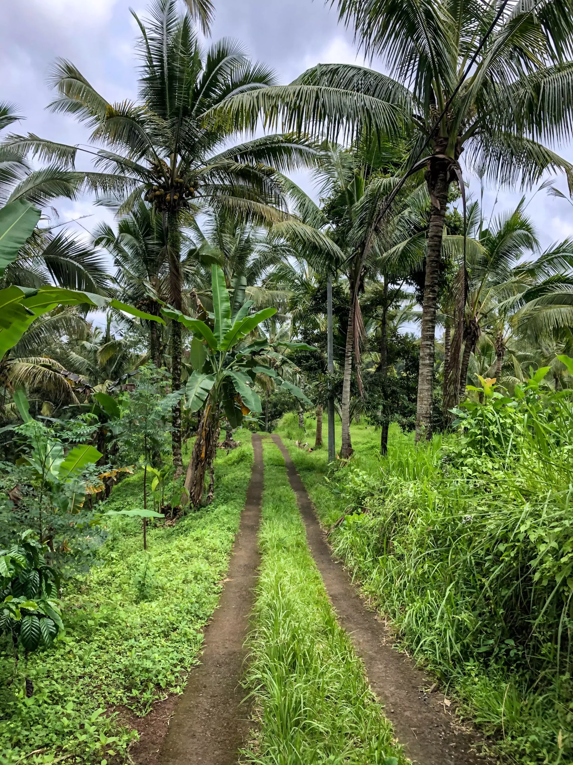 Cocotiers dans un kaléidoscope de verts à Bali pendant la saison des pluies