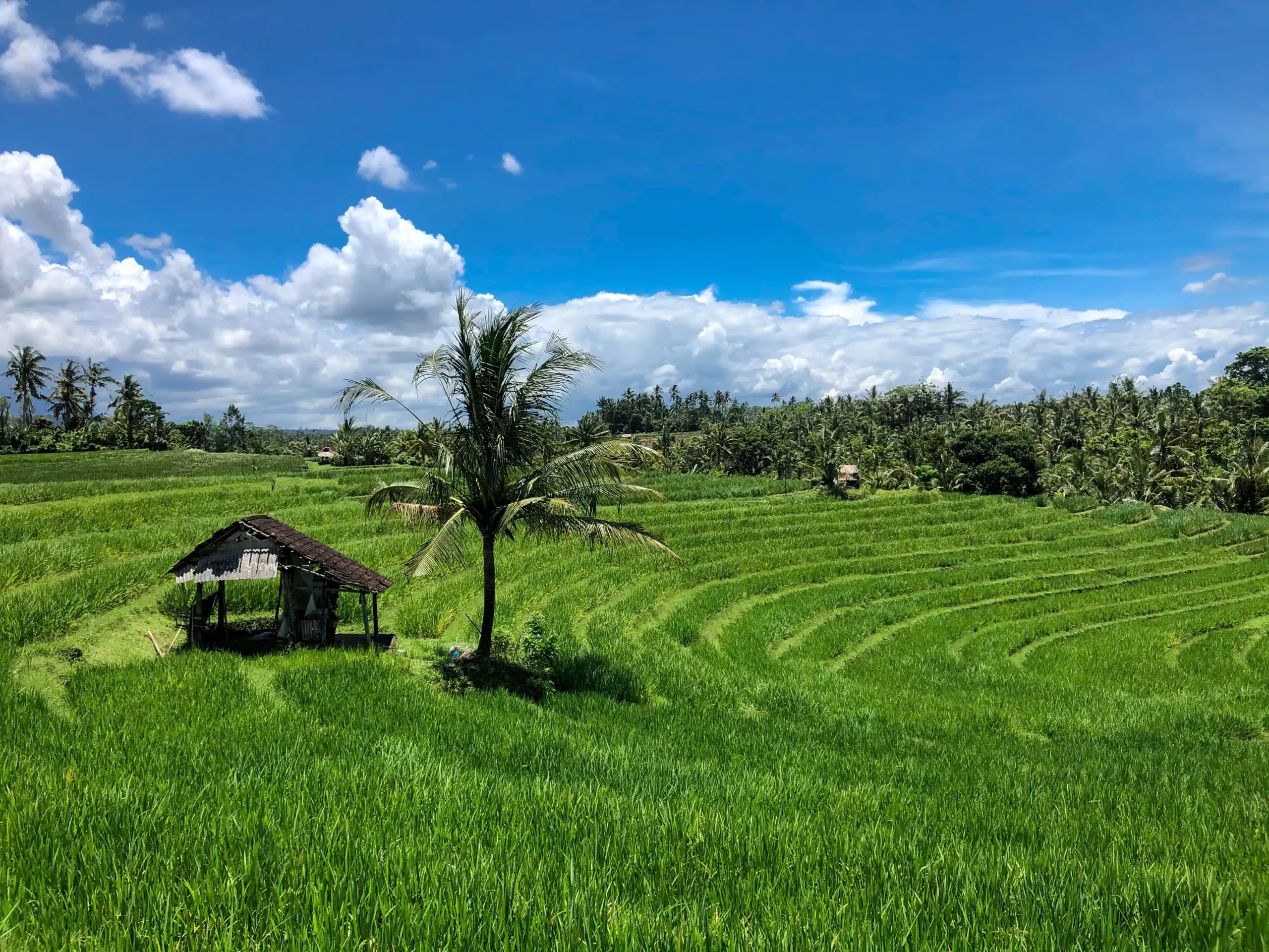 Voyager à Bali pendant la saison des pluies, c'est s'assurer de rizières bien vertes