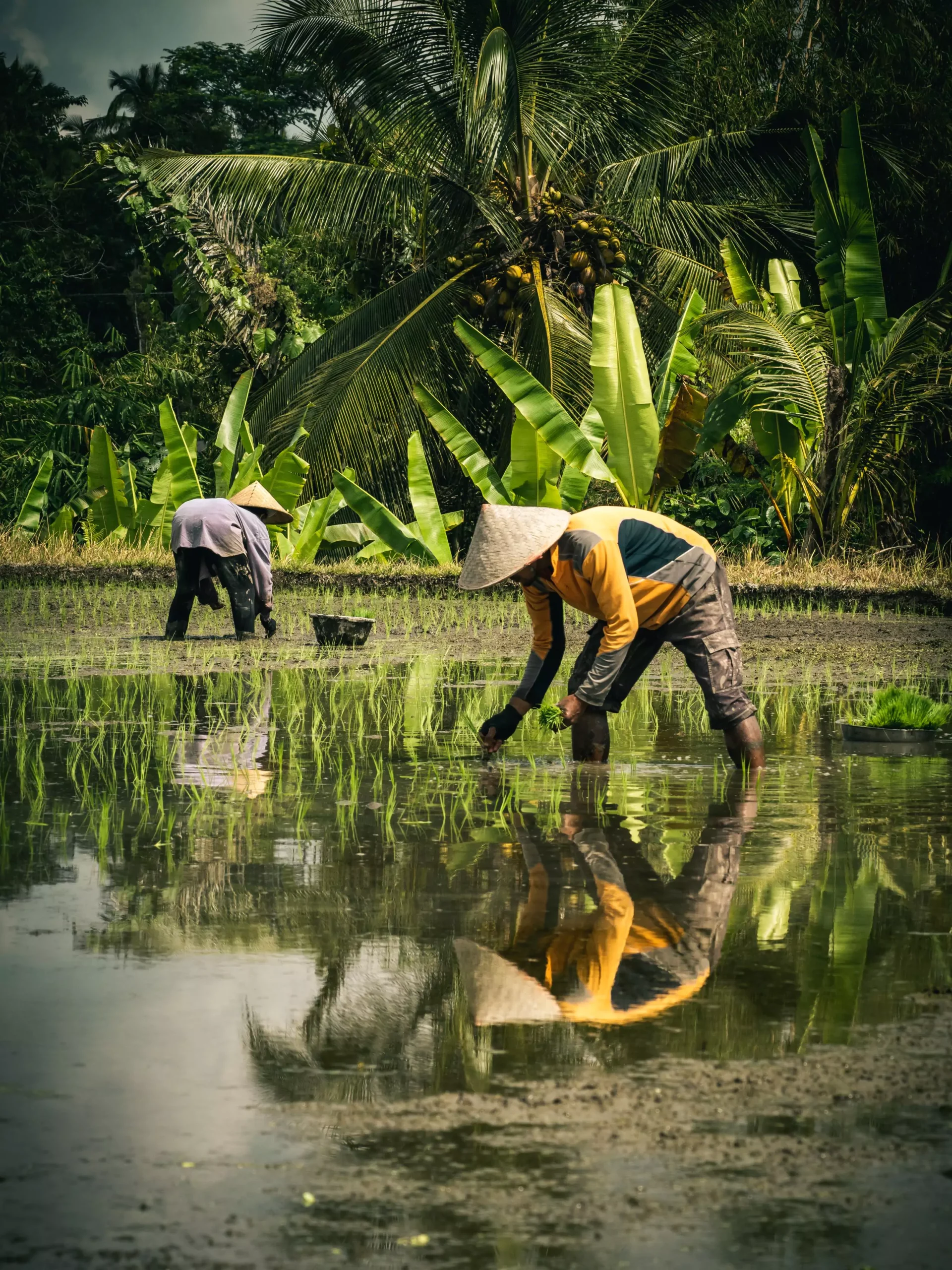 Voyager à Bali pendant la saison des pluies, c'est pourquoi pas apprendre à planter du riz avec les agriculteurs