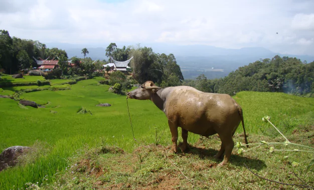 Séjour en pays Toraja en circuit personnalisé et privatif avec l'agence de voyage Sulawesi MimpiGO