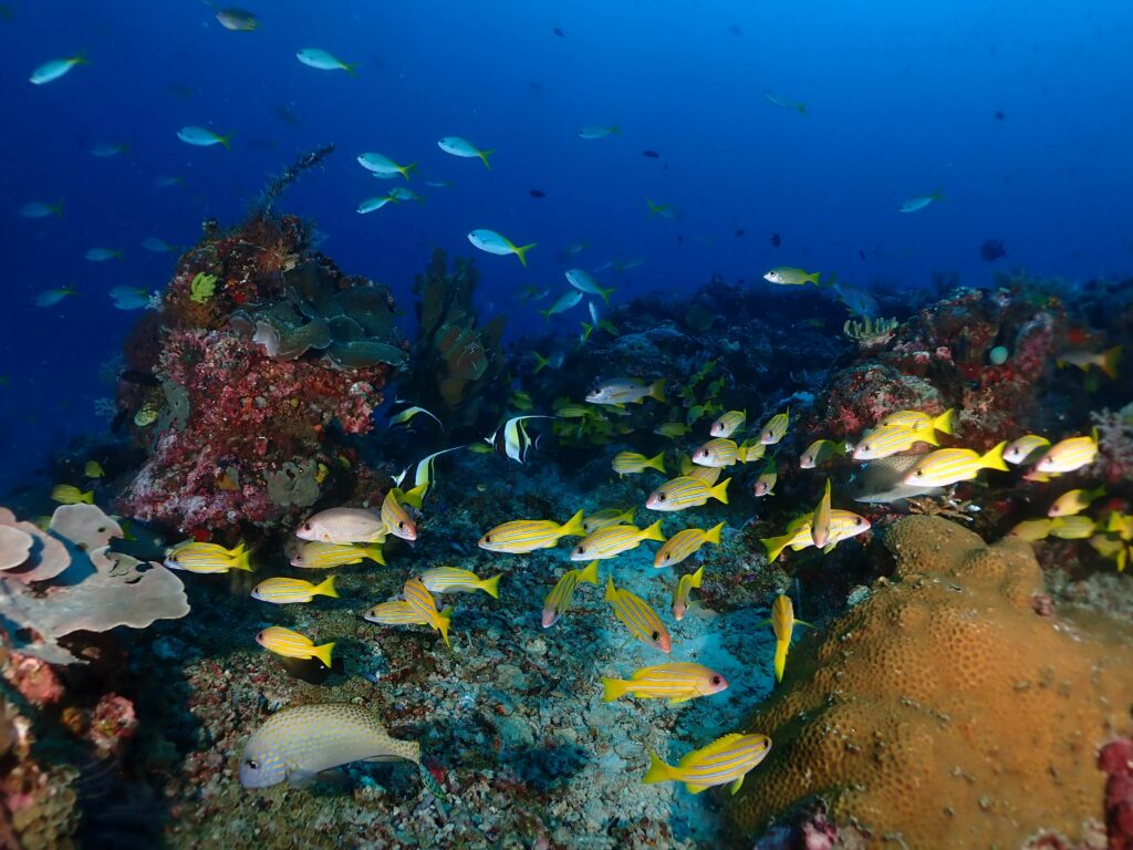 poisson multicolores fonds sous marins raja ampat