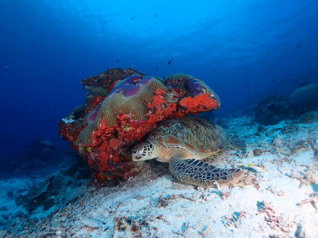 underwater tortue et corail