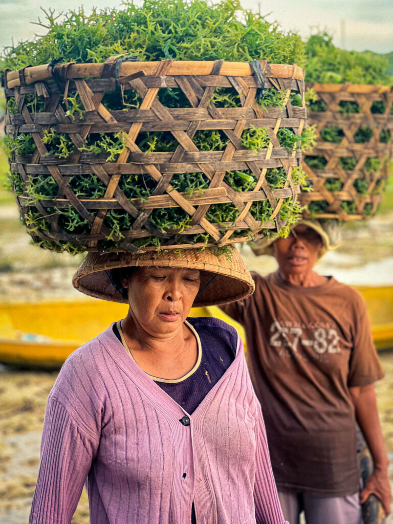 Indonésiennes recoltant les algues à Nusa Lembongan