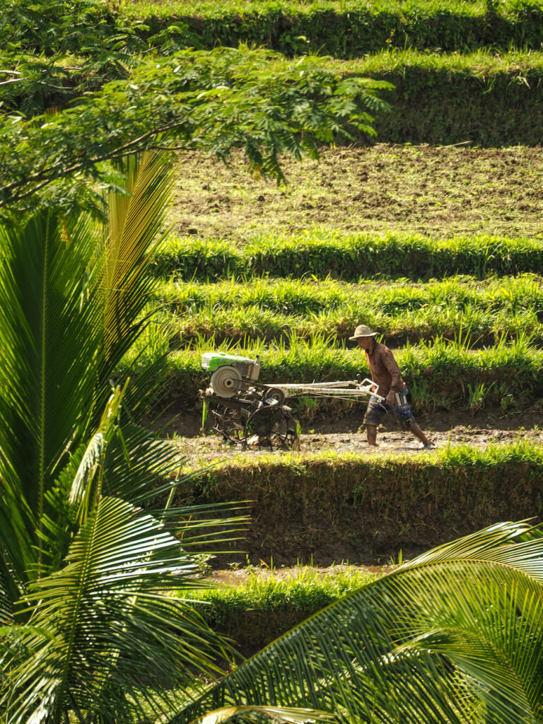 agriculteur à Bali dans les rizières