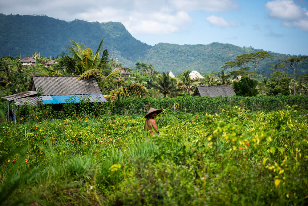 nature balinaise à Sidemen