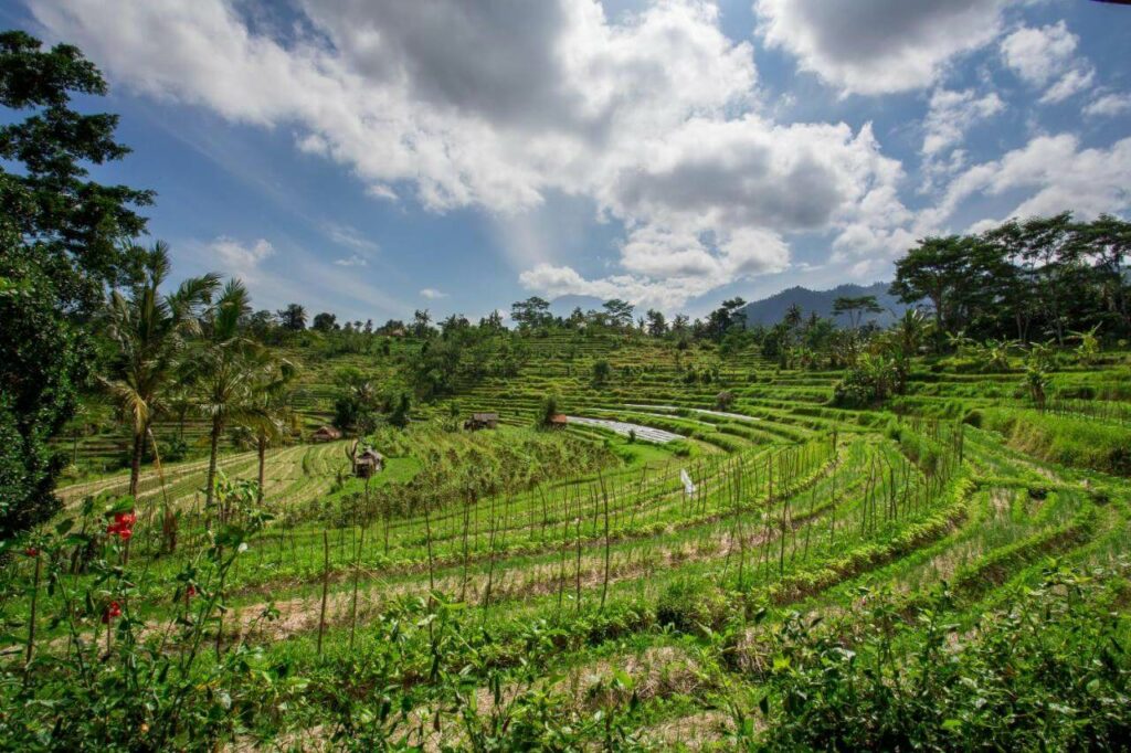 rizières de Sidemen