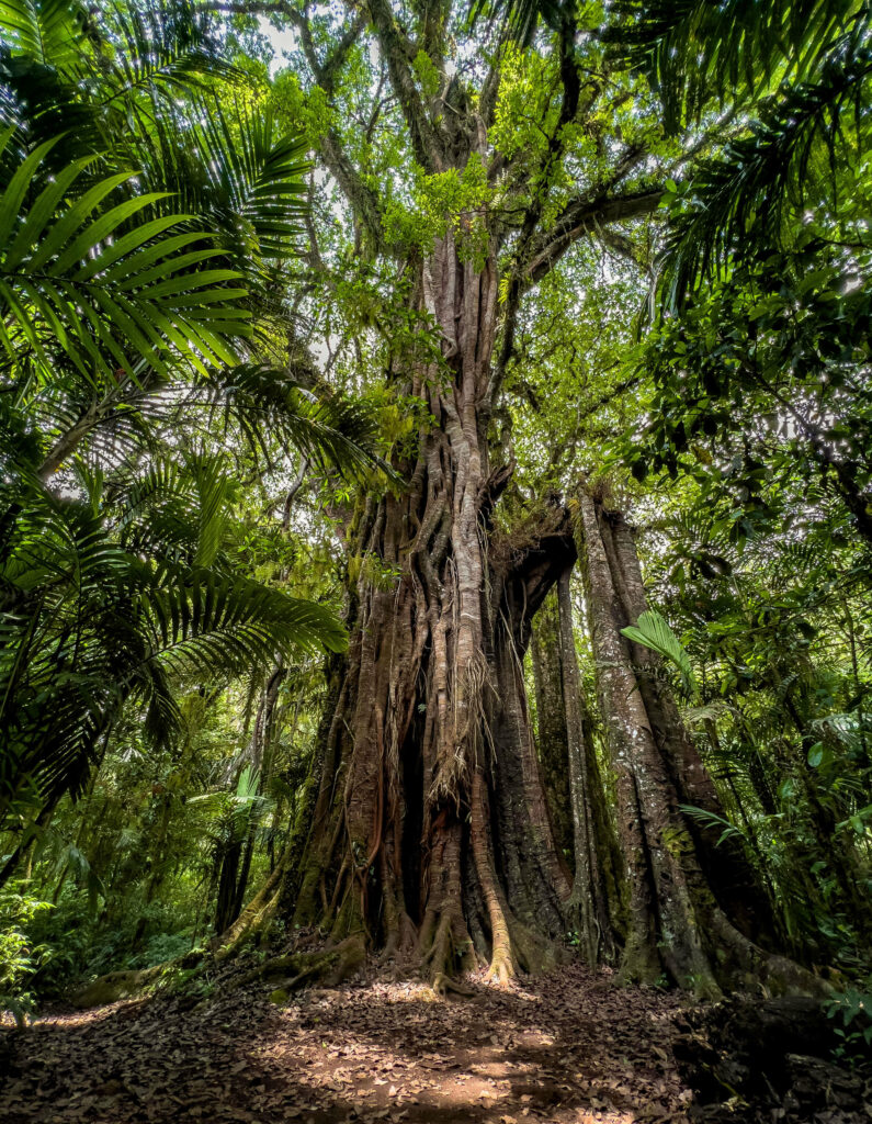 arbre dans la forêt primaire de Tamblingan, près de Munduk à Bali