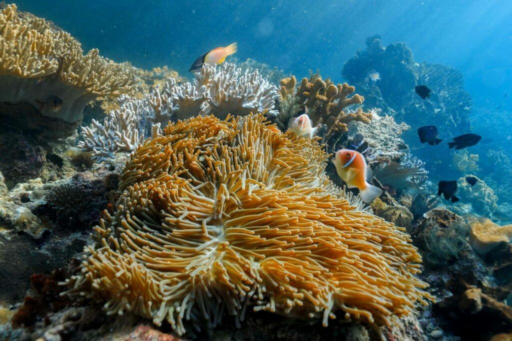 fond sous marin anémone et poisson clown