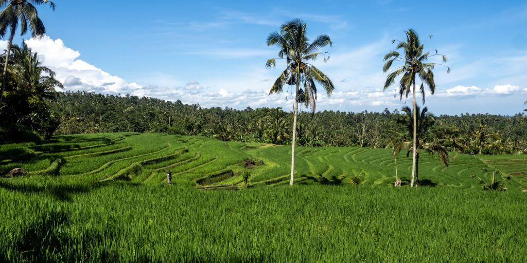 rizières de Tabanan à Bali