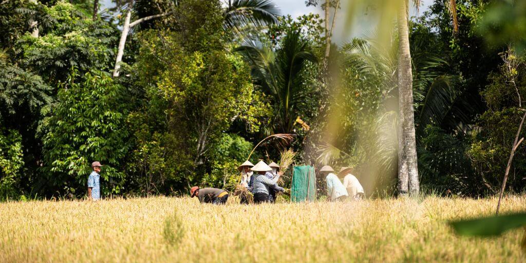 fermiers récoltant le riz dans des rizières à Bali