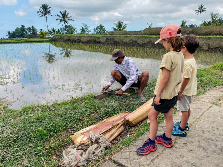 rice planting bali kid